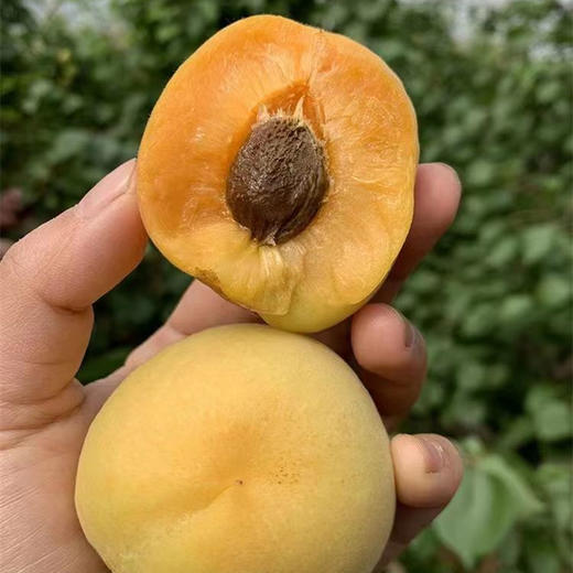 【助农】陕西凯特杏  新鲜现摘 果肉饱满 酸脆爽口 商品图0