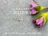 精确到克的2022有机米针，空灵，清新，柔美（50克罐装） 商品缩略图3