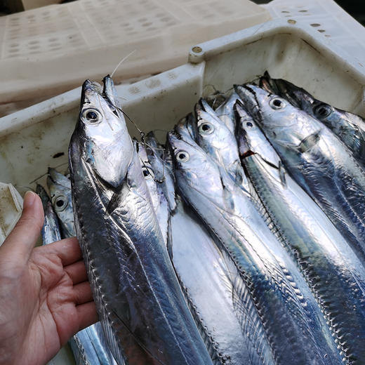 刚出海的海钓带鱼 银灿灿 蒸一蒸煎一煎 营养快手鲜掉牙 商品图0