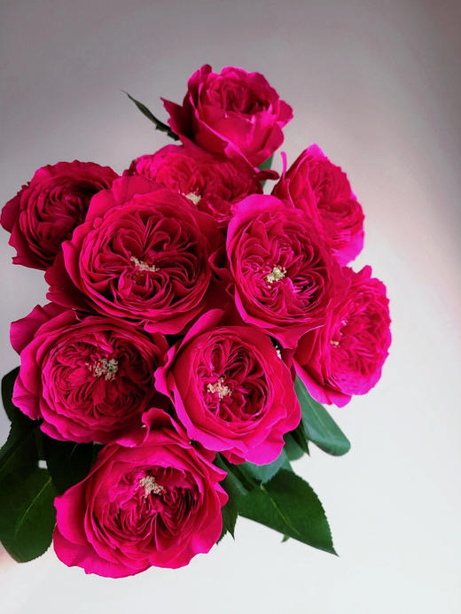 百利信单头玫瑰 | 达西 商品图1