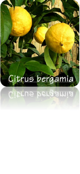 佛手柑 单方纯精油 10ml