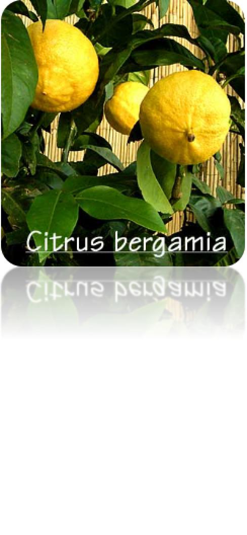 佛手柑 单方纯精油 10ml 商品图0