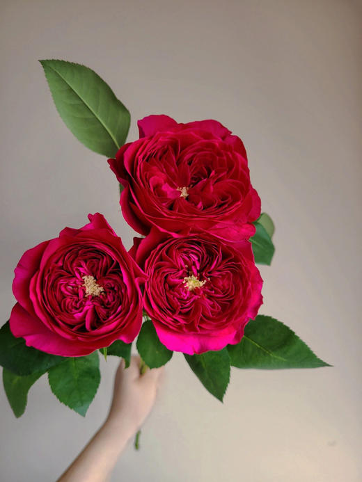 百利信单头玫瑰 | 达西 商品图0