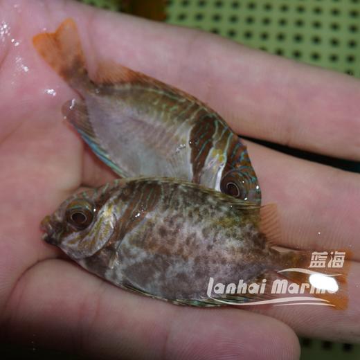 兔仔狐狸 商品图4