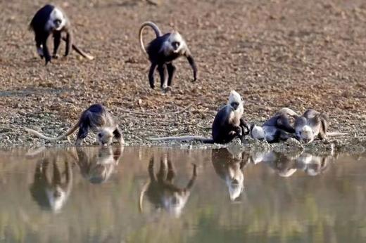 广西弄岗拍鸟、“世界珍稀”白头叶猴生态摄影4天团 商品图4