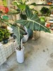 萨利安海芋 大 商品缩略图0