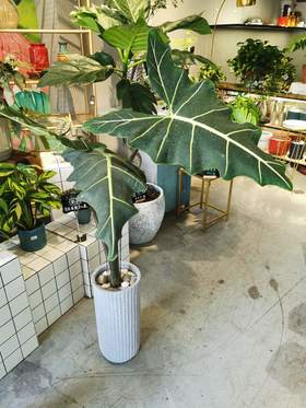 萨利安海芋 大
