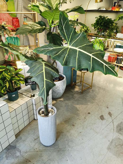 萨利安海芋 大 商品图0