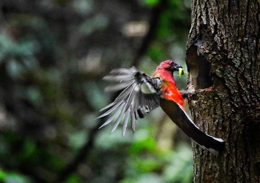 广西弄岗拍鸟、“世界珍稀”白头叶猴生态摄影4天团 商品图2