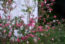 松红梅 单方纯精油 10ml