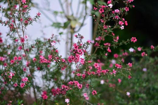 松红梅 单方纯精油 10ml 商品图0