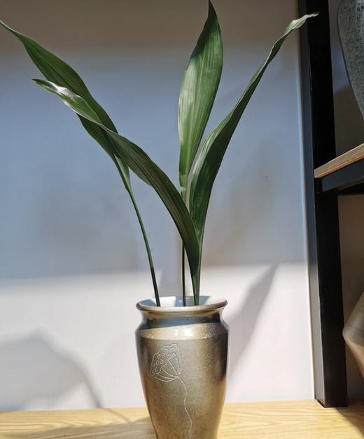 叶兰  约10支/扎 商品图1