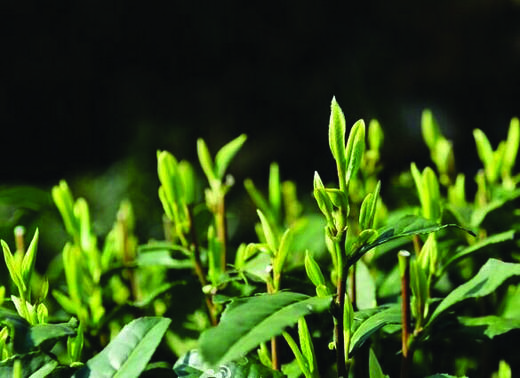 梅岭春芽（明前、纯手工、G20专用、特级） 4g*24袋/盒 商品图1