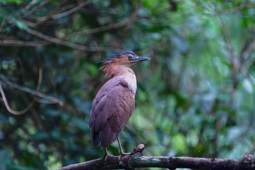 广西弄岗拍鸟、“世界珍稀”白头叶猴生态摄影4天团 商品图9