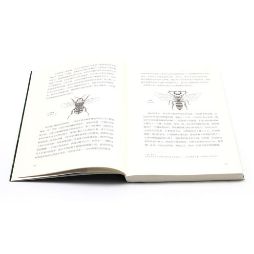 昆虫记(青少年读本) 商品图4