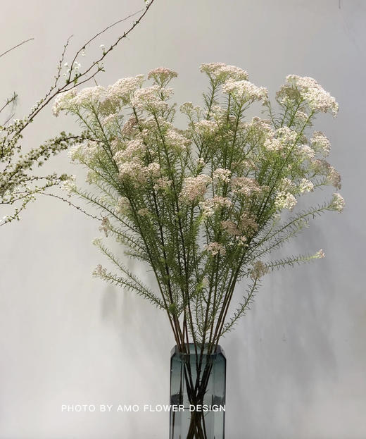 【米花】 白色 约8-10枝/扎 - 南粤floever鲜花量贩