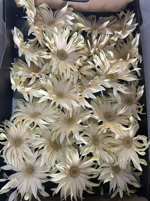【荷兰进口】卷边弗朗，香槟色，5支/扎 商品图2