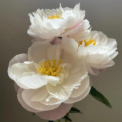 大福哥芍药花5支 商品图1