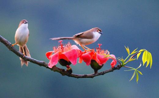 广西弄岗拍鸟、“世界珍稀”白头叶猴生态摄影4天团 商品图11