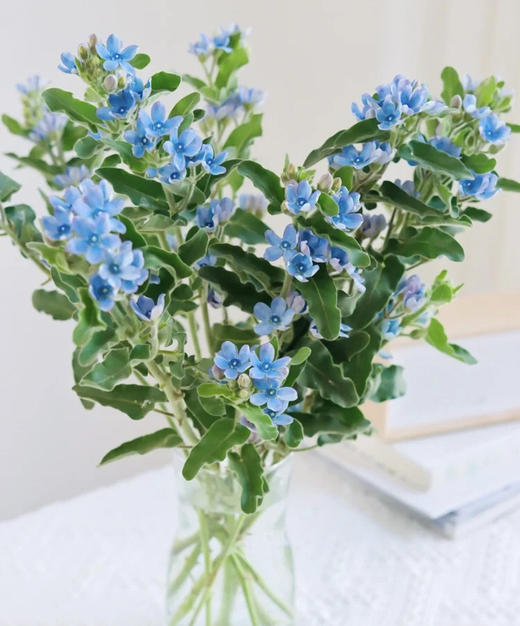 【珍惜当下】蓝星花  蓝色 若干枝/扎 商品图1
