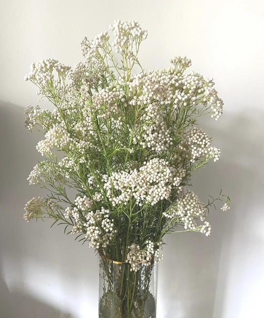 【米花】 白色 约8-10枝/扎 - 南粤floever鲜花量贩