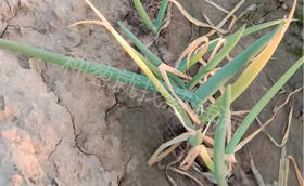 高温雨季如何做好大葱病虫害防治