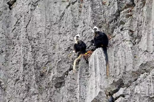 广西弄岗拍鸟、“世界珍稀”白头叶猴生态摄影4天团 商品图6