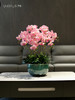 蝴蝶兰仿真花大型高档兰花手感保湿假花盆景客厅大堂酒店装饰摆件 商品缩略图2