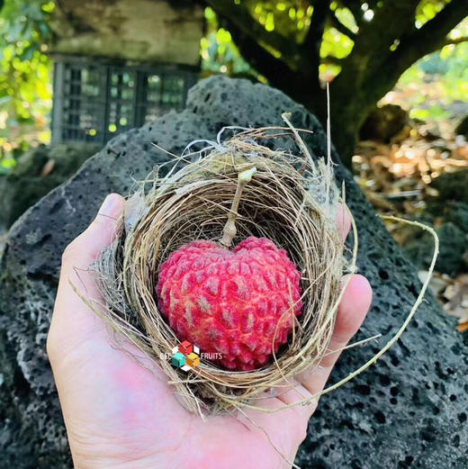 沈记荔枝王海南海口火山岩荔枝王独特的生长地富硒荔枝个头大肉厚水分
