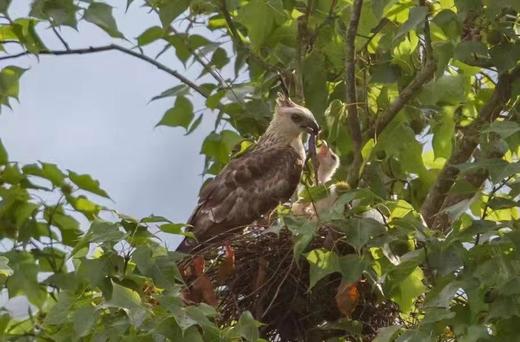 广西弄岗拍鸟、“世界珍稀”白头叶猴生态摄影4天团 商品图12