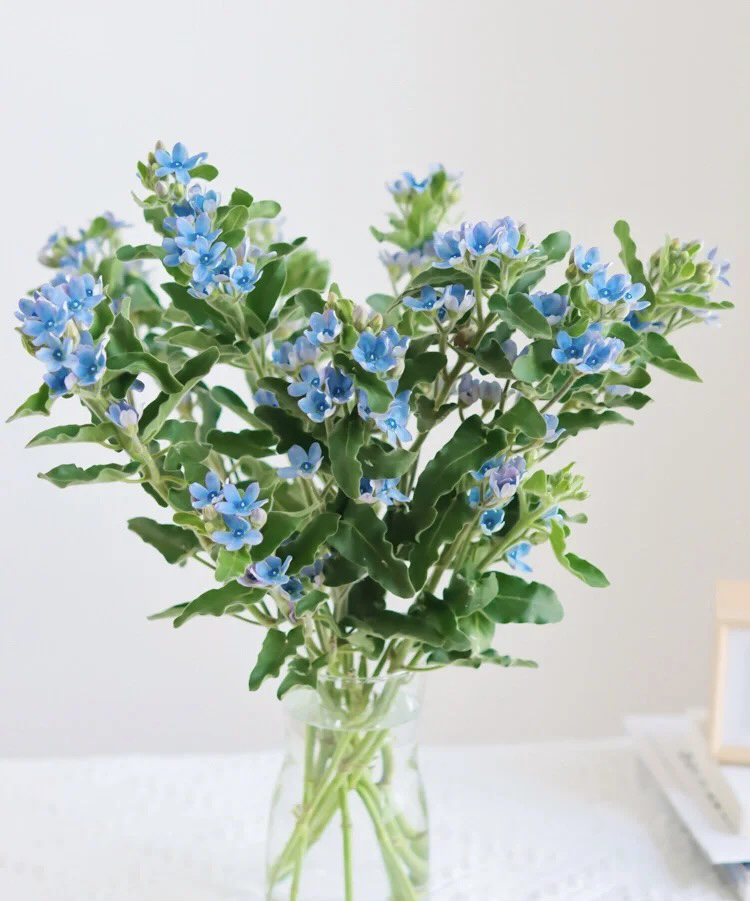 【珍惜当下】蓝星花  蓝色 若干枝/扎