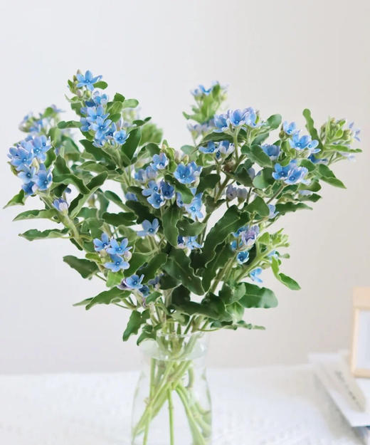 【珍惜当下】蓝星花  蓝色 若干枝/扎 商品图0