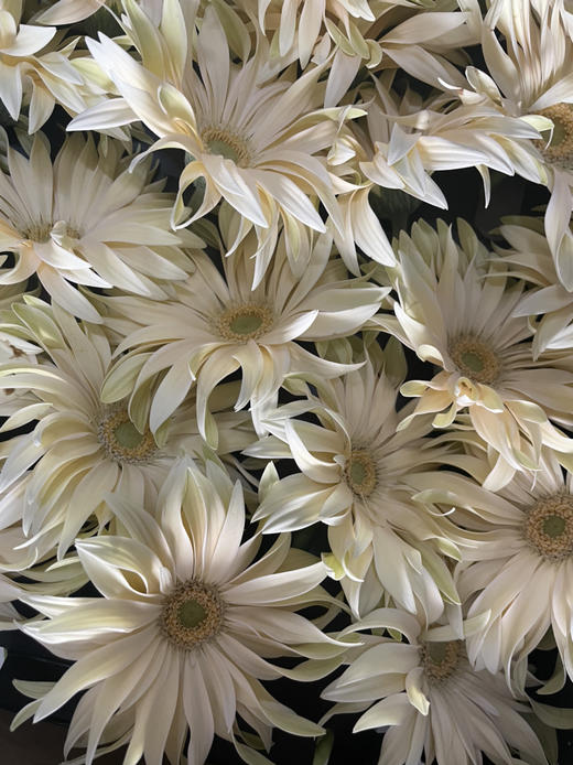 【荷兰进口】卷边弗朗，香槟色，5支/扎 商品图1