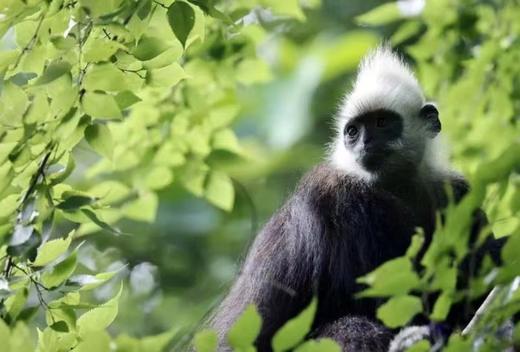 广西弄岗拍鸟、“世界珍稀”白头叶猴生态摄影4天团 商品图7