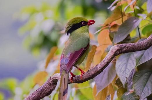 广西弄岗拍鸟、“世界珍稀”白头叶猴生态摄影4天团 商品图1