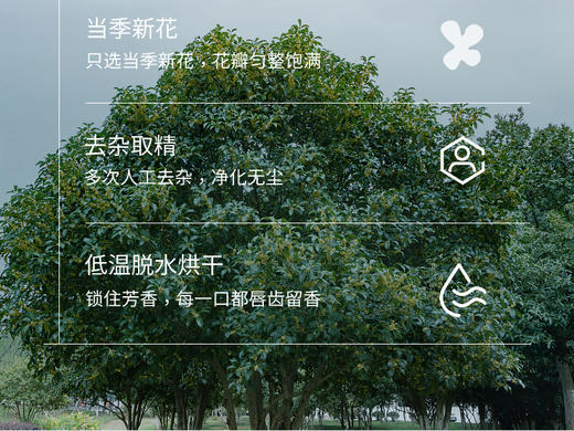 【桃红梨白】羽心堂雪梨蒲菊清润120g(15g*8 罐)/盒 商品图3