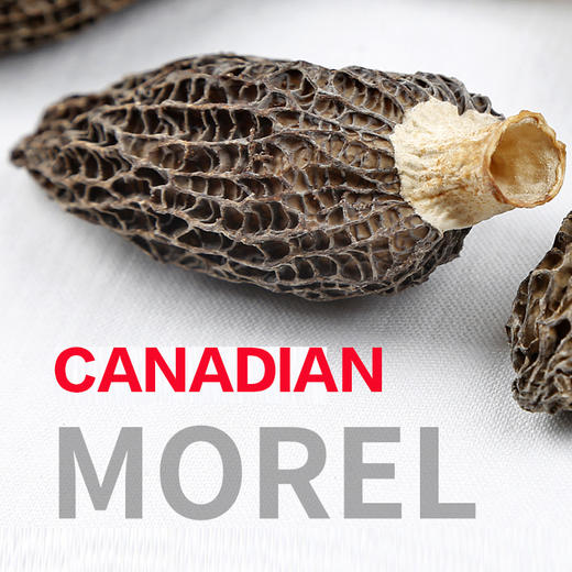加拿大原装进口天然野生羊肚菌100g营养丰富人工采摘天然晾干锁住营养香味浓郁（跨境） 商品图1