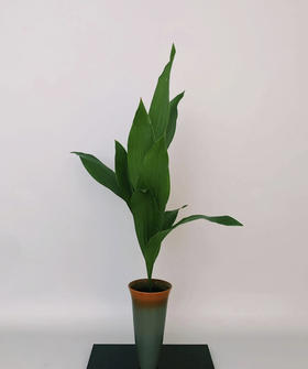 叶兰  约10支/扎