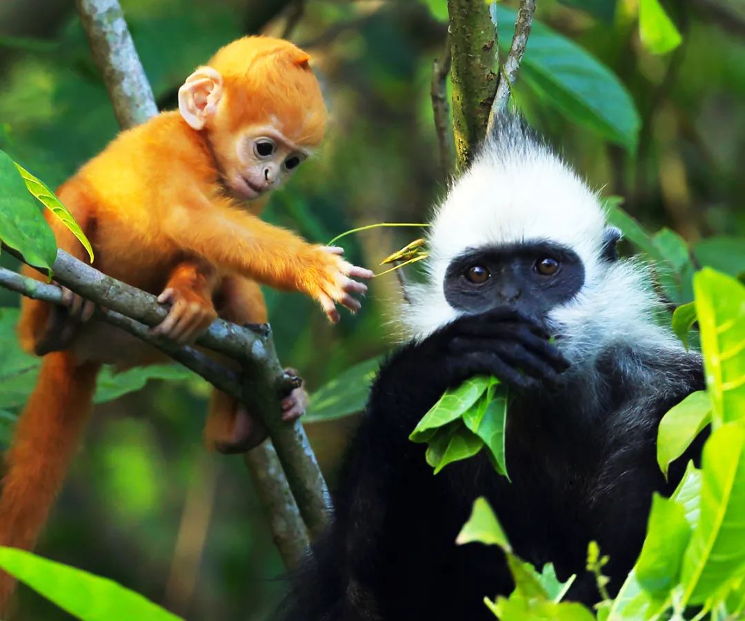 广西弄岗拍鸟、“世界珍稀”白头叶猴生态摄影4天团