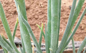 葱上出现小白点,都是蓟马惹的祸