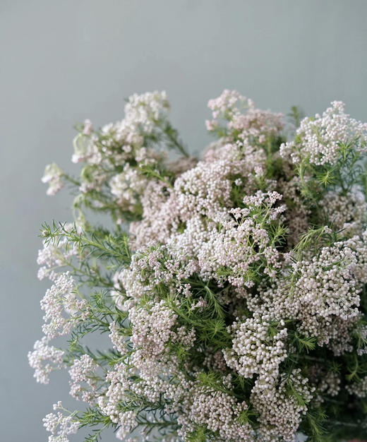 【米花】粉色 约8-10枝/扎 商品图1