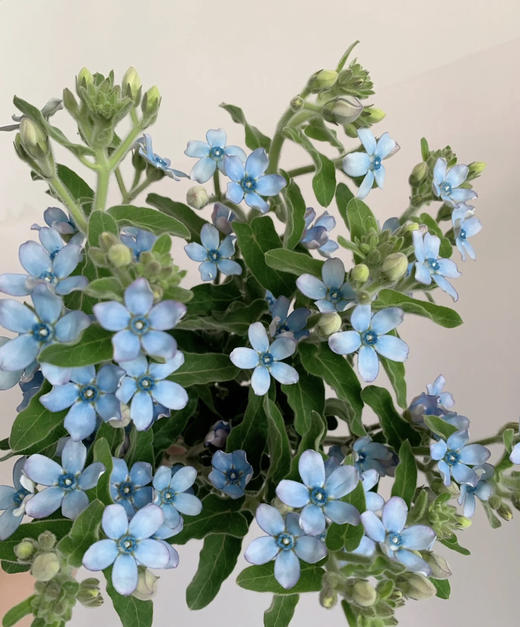 【珍惜当下】蓝星花  蓝色 若干枝/扎 商品图2