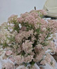 【米花】粉色 约8-10枝/扎 商品缩略图2