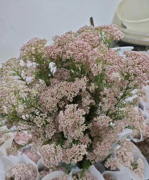 【米花】粉色 约8-10枝/扎 商品图2