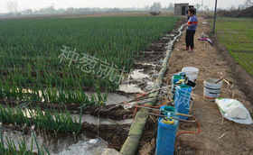 种植大葱用什么肥料比较好