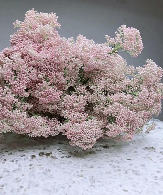 【米花】粉色 约8-10枝/扎 商品图0
