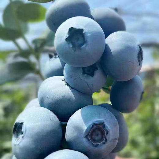 串枝蓝莓 商品图0