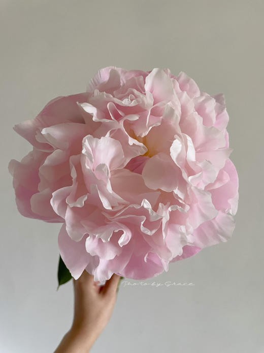 凯瑟琳娜芍药花5支 商品图3