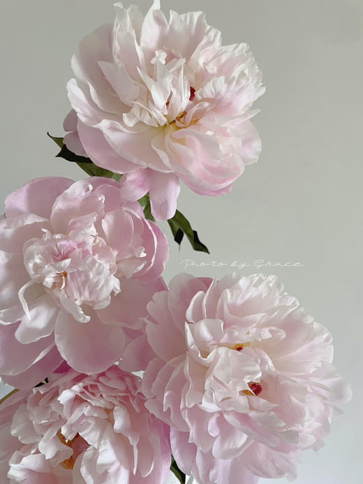 凯瑟琳娜芍药花5支 商品图0