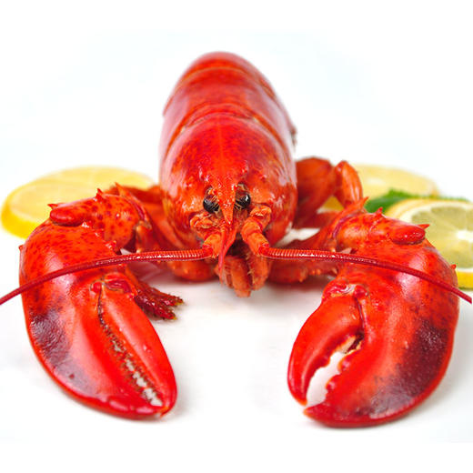 6只装加拿大熟冻波士顿龙虾空运直达纯天然野生北大西洋龙虾400-450g/只（一般贸易） 商品图4